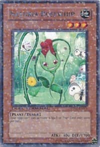 Naturia Rosewhip — Duel Terminal 2 card
