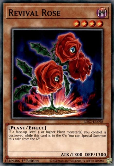 Revival Rose