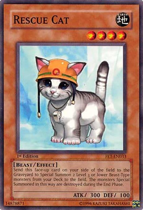 Rescue Cat
