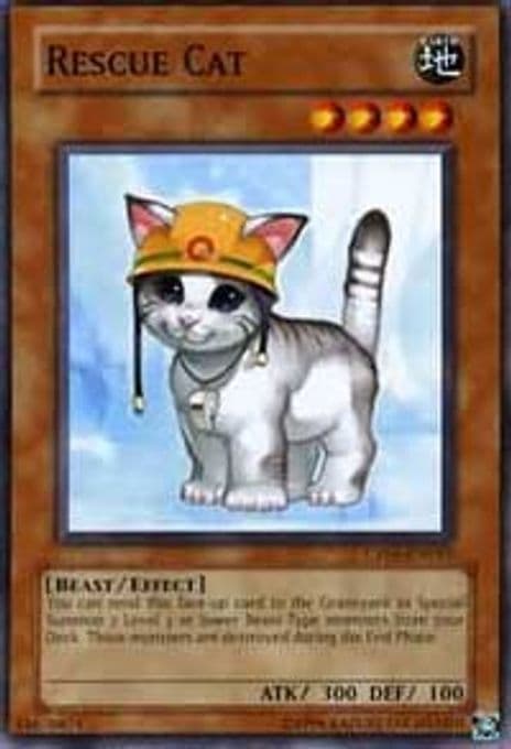 Rescue Cat
