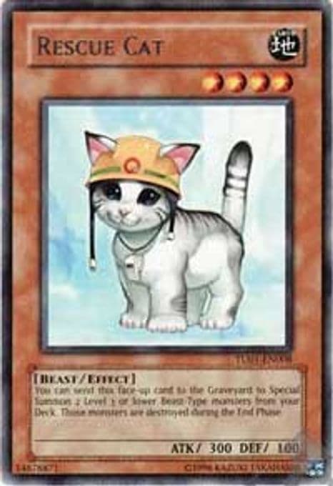 Rescue Cat