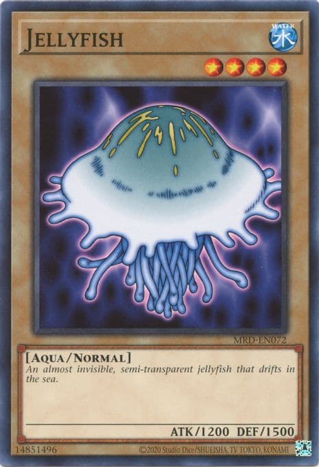 Jellyfish