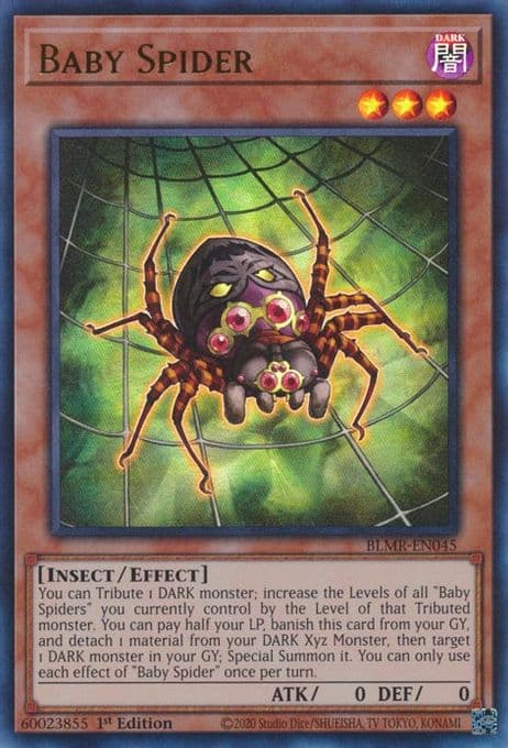 Baby Spider